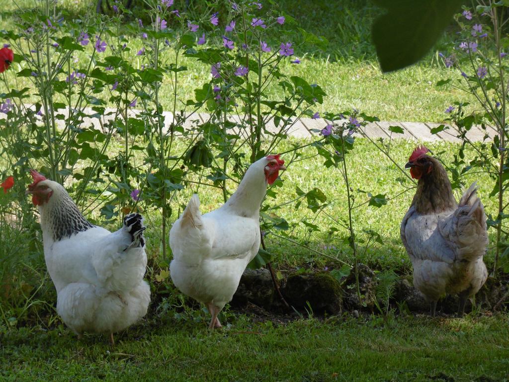 La Cadournaise Bed and Breakfast Saint-Seurin-de-Cadourne Buitenkant foto